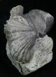 Pair Of Fossil Brachiopods (Platystrophia) - Indiana #25999-2